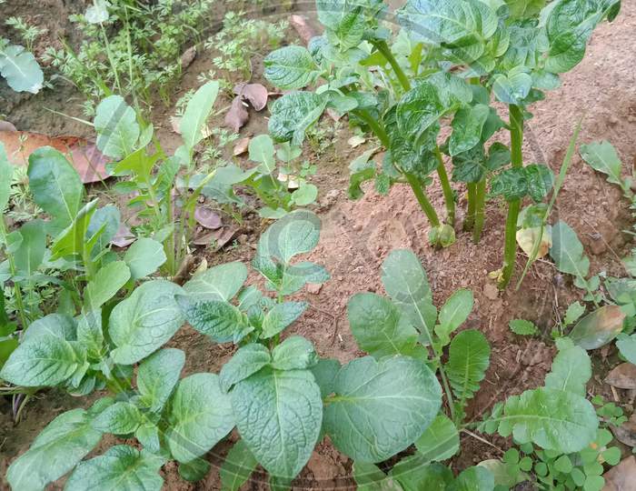 Patato plants