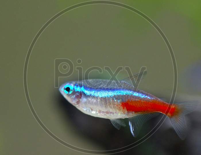 Neon Aquarium Fish