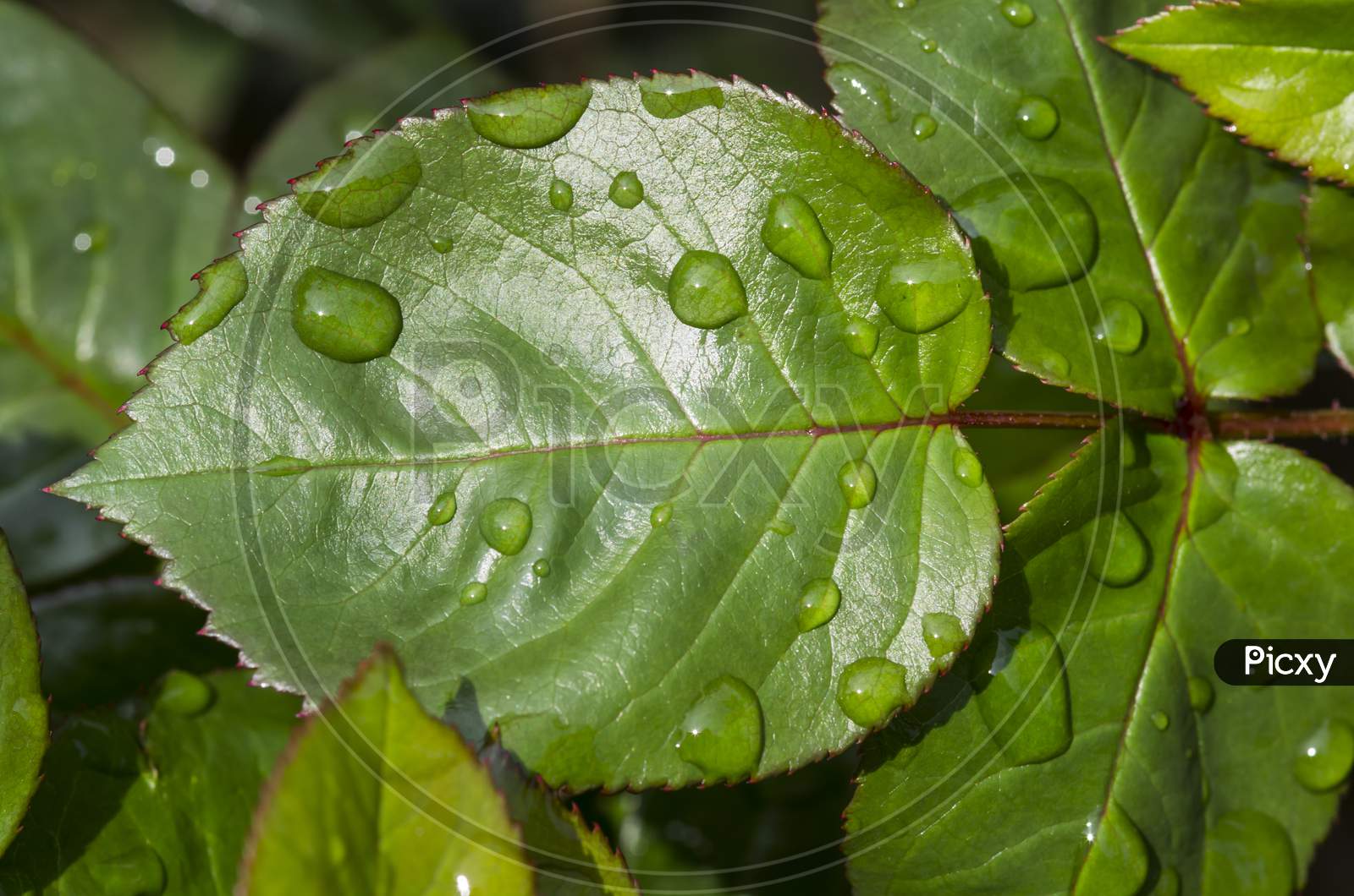Water Drops On Rose Leaf