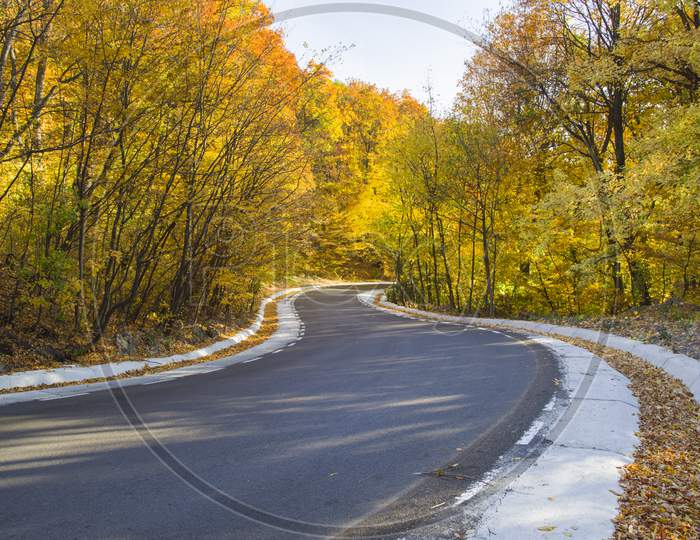 Autumn Curvy Road