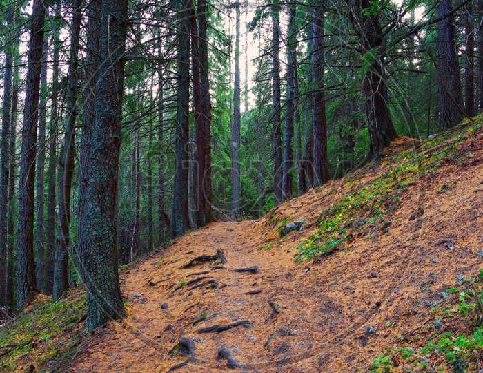 Hiking Path In Coniferous Forest