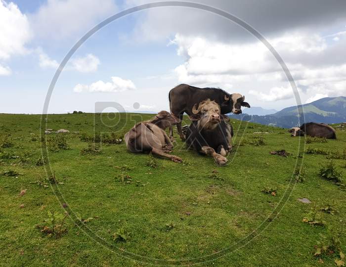 Cute domestic water buffaloes relaxing in top of green mountain, Cute looking domestic buffaloes sitting in outdoor