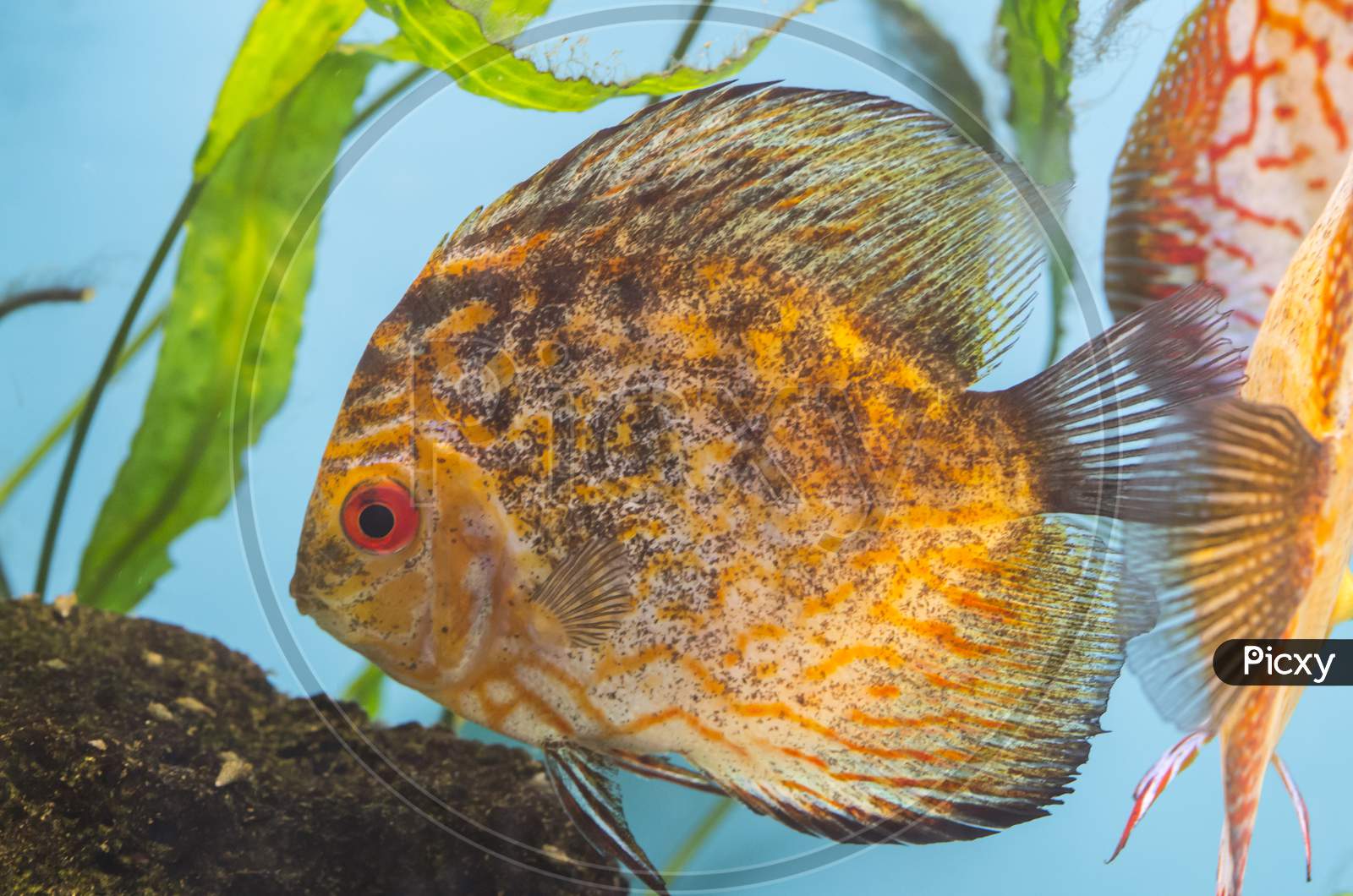 Orange Fish In Aquarium