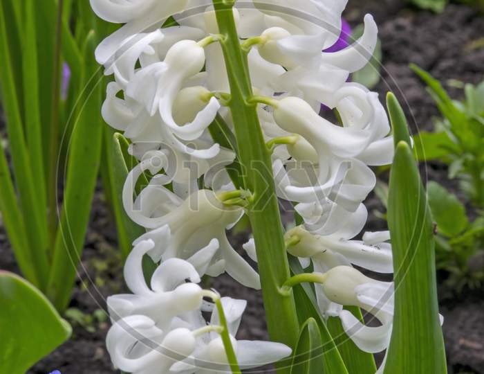 White Hyacinth Flowers