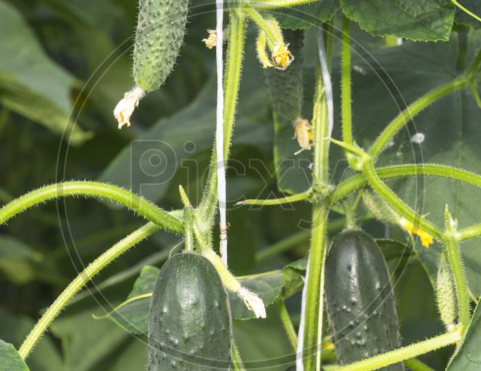 Cucumber Plant