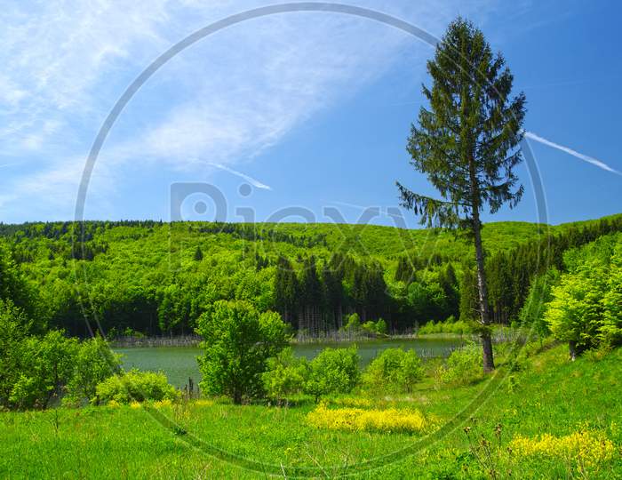 Spring Lake And Forest Landscape