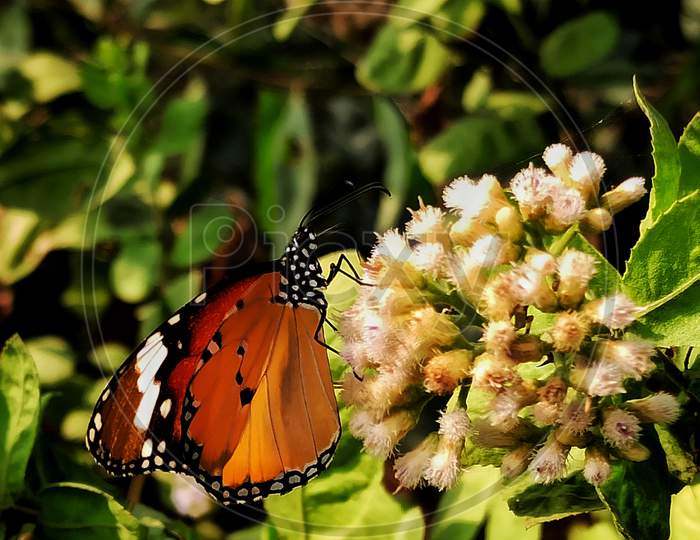 Butterfly taking sap