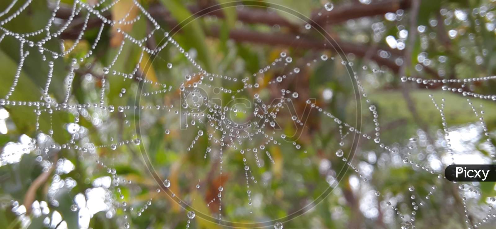 A spider web covered with Fog Drops, Natures beauty with Fog Drops