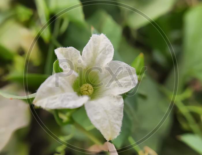 Bitter melon species plant white flower
