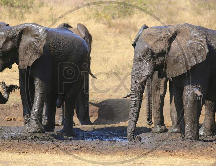 Family Of Elephants Walking In Safari At Tarangire National Park Of Tanzania.