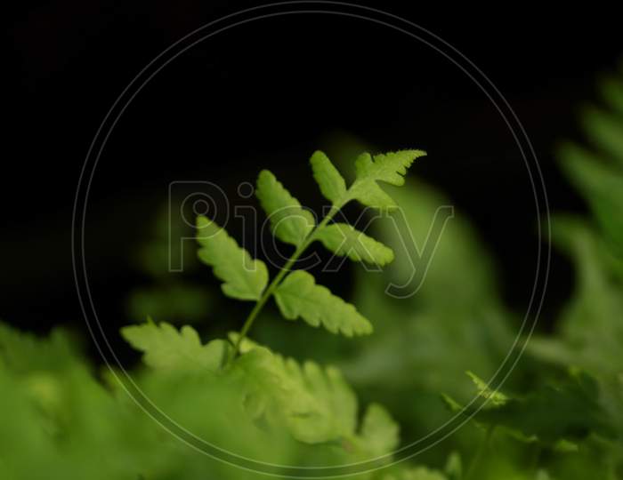 sequence of plants growing in the ground outdoors anf green leaf in blur background