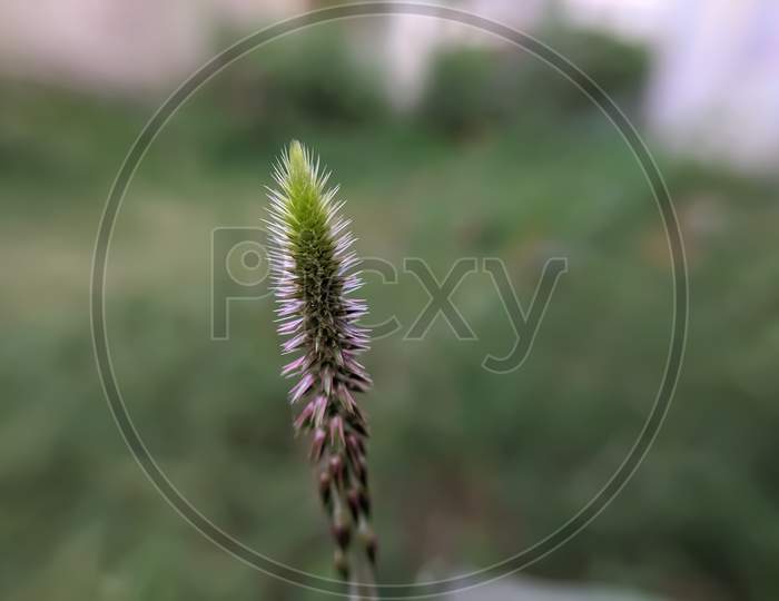Achyranthes aspera species plant