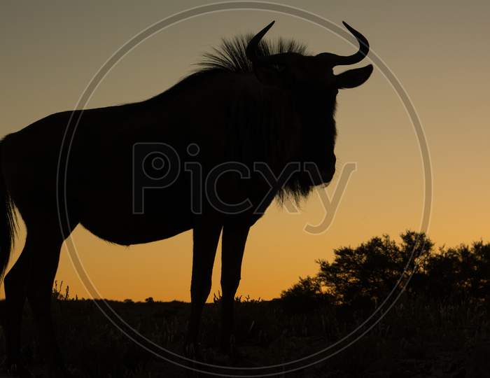 Wildebeest Migrate Between Tanzania And Kenya Annualy.
