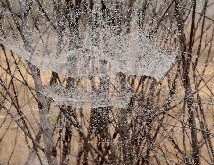 Spider Web in Curved Shape And its covered with Fog Drops, Natures Beauty in Spider Web