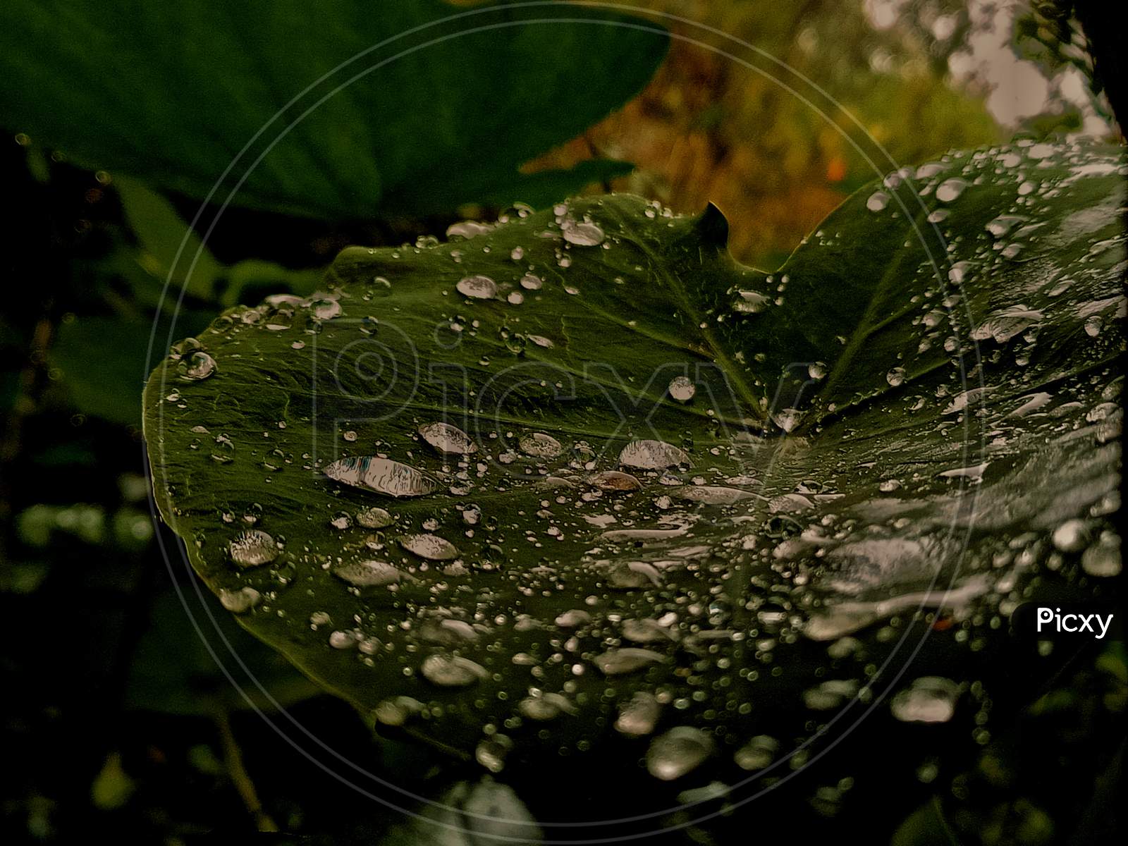 Water &leaf photography