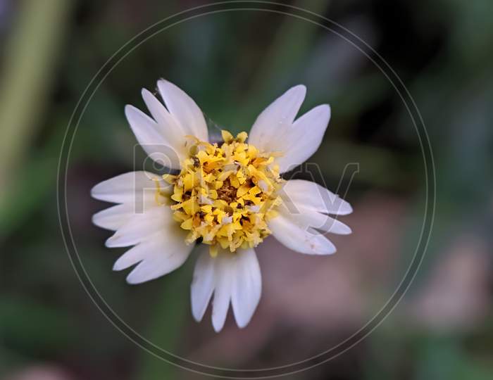 Tridax procumbens plant flower garden flowers white and yellow flower
