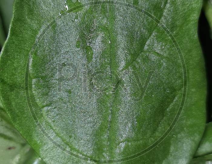 Spinach Leaf Macro Photography leaves you in Natures beauty, Perfect for WallPaper
