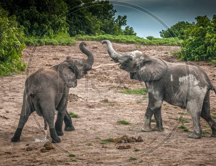 African Elephant, Wildlife Scene In Nature Habitat