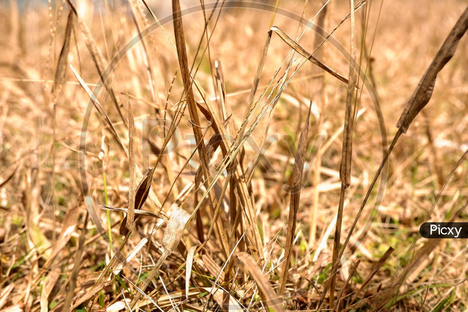 Beautiful Background Of Dry Dead Grass