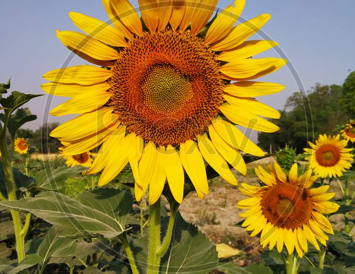 Pair of Sunflower