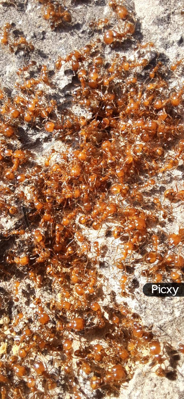 Big Red Ants, Group of Red Ants