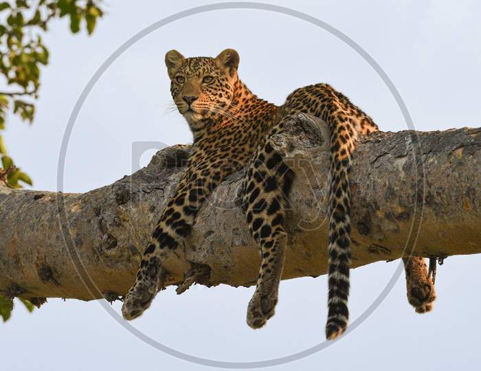 Leopard, Wildlife Scene In Nature Habitat