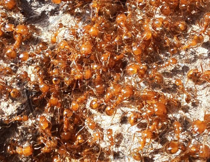 Big Red Ants, Group of Red Ants