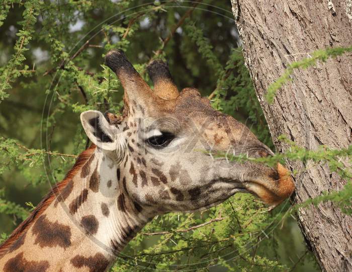 Giraffe In Masai Mara Safari Park In Kenya Africa