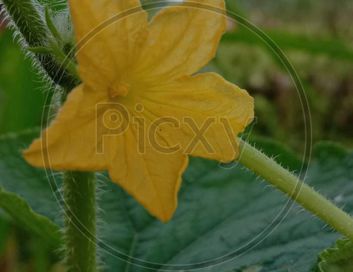 Cucumber flower yellow