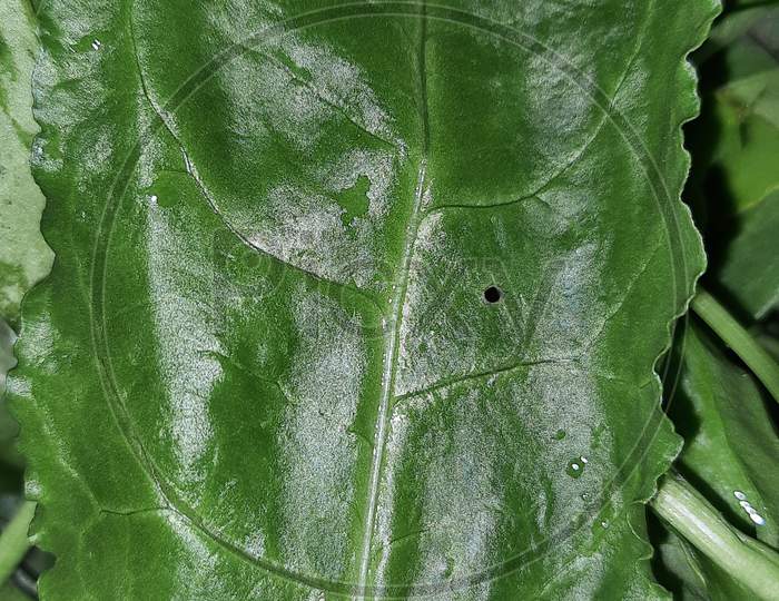 Spinach Leaf Macro Photography leaves you in Natures beauty, Perfect for WallPaper
