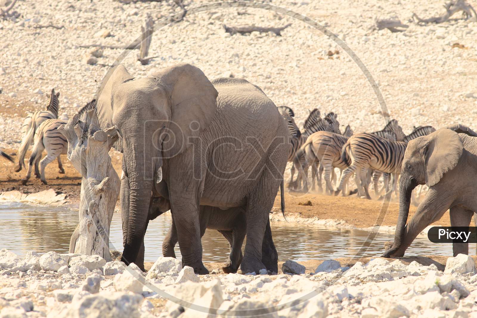 Family Of Elephants Walking In Safari At Tarangire National Park Of Tanzania.