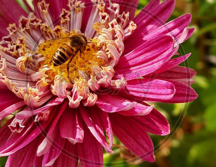 Honey bee flower 🌼