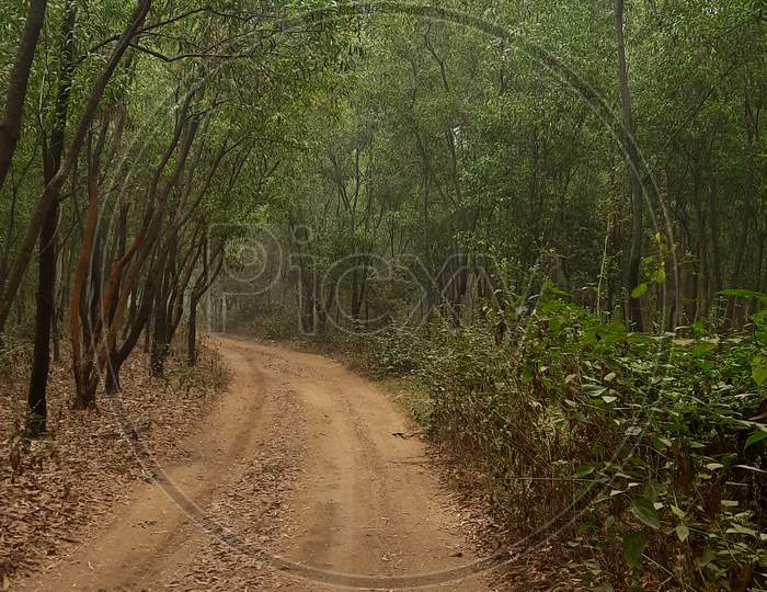 A Road To Jungle, Off-Roading in the middle of the Jungle