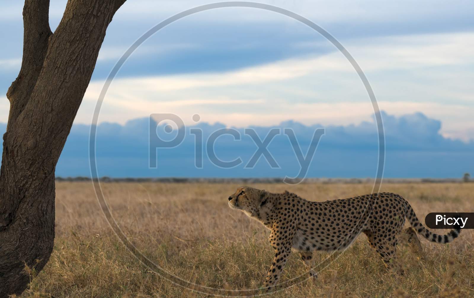 Cheetah Male Walking And Looking For Prey