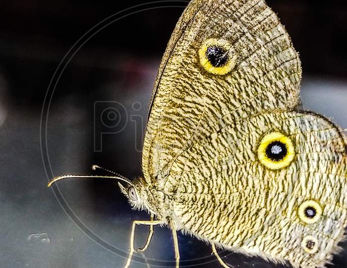 Micro Photo of Baby Butterfly