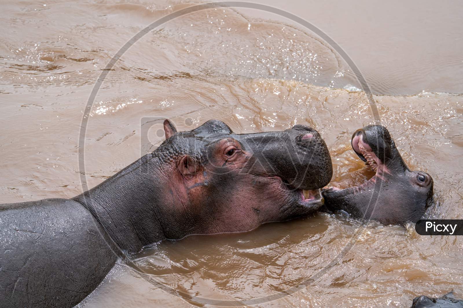 The Common Hippopotamus (Hippopotamus Amphibius), Or Hippo Lying In Water