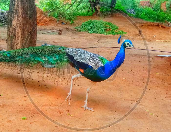 Peacock in india's village