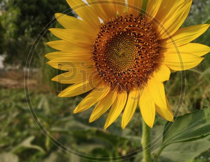 Real view of Sunflower