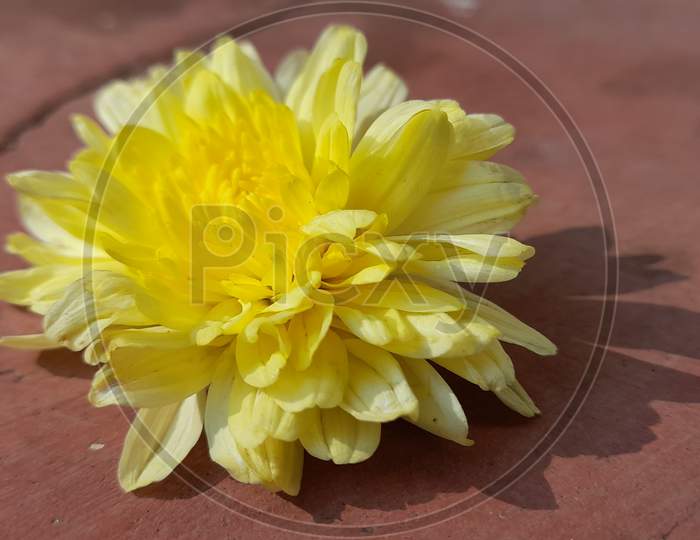 Chrysanthemum flower / Shewanti