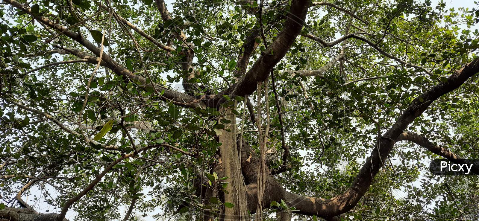 A very ancient old Banyan Tree, 5000 years old Banyan Tree