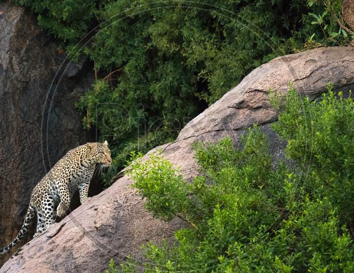 Leopard, Wildlife Scene In Nature Habitat