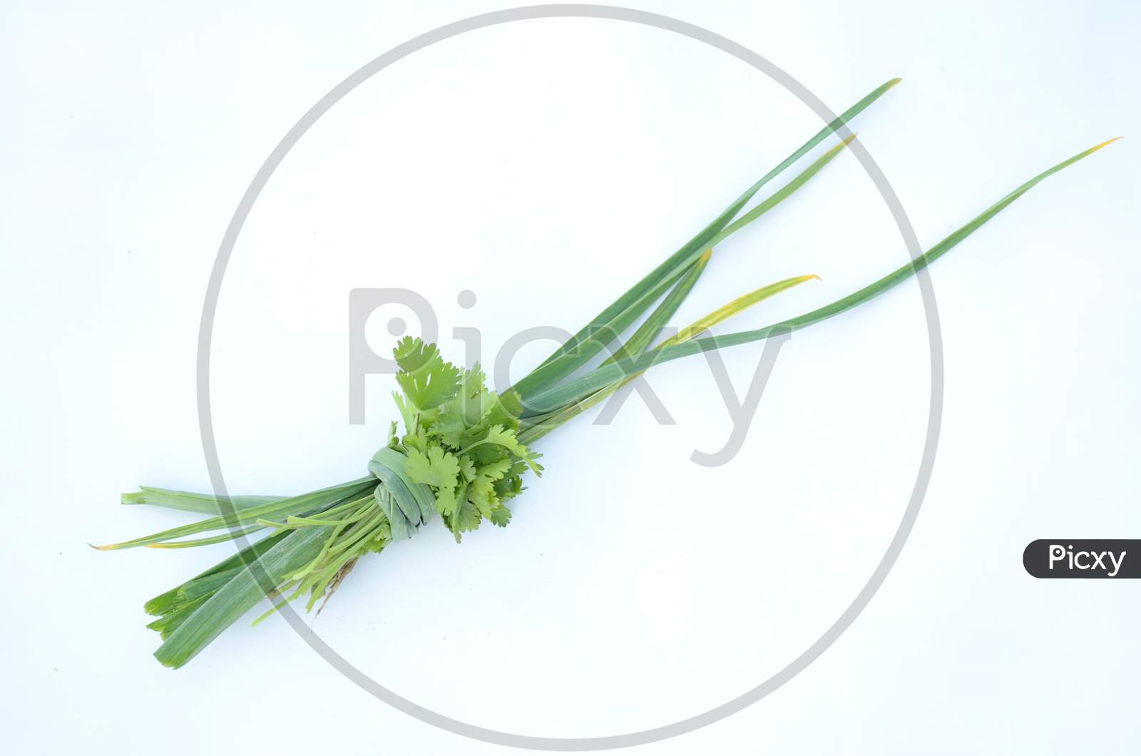The Green Ripe Garlic Leaves With Coriander Isolated On White Background.