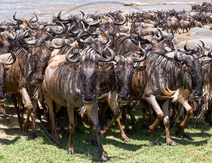 Wildebeest Migrate Between Tanzania And Kenya Annualy.