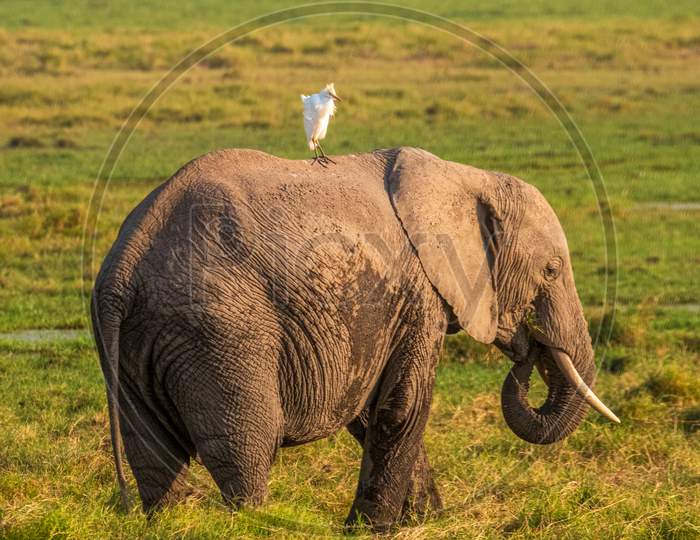 African Elephant, Wildlife Scene In Nature Habitat