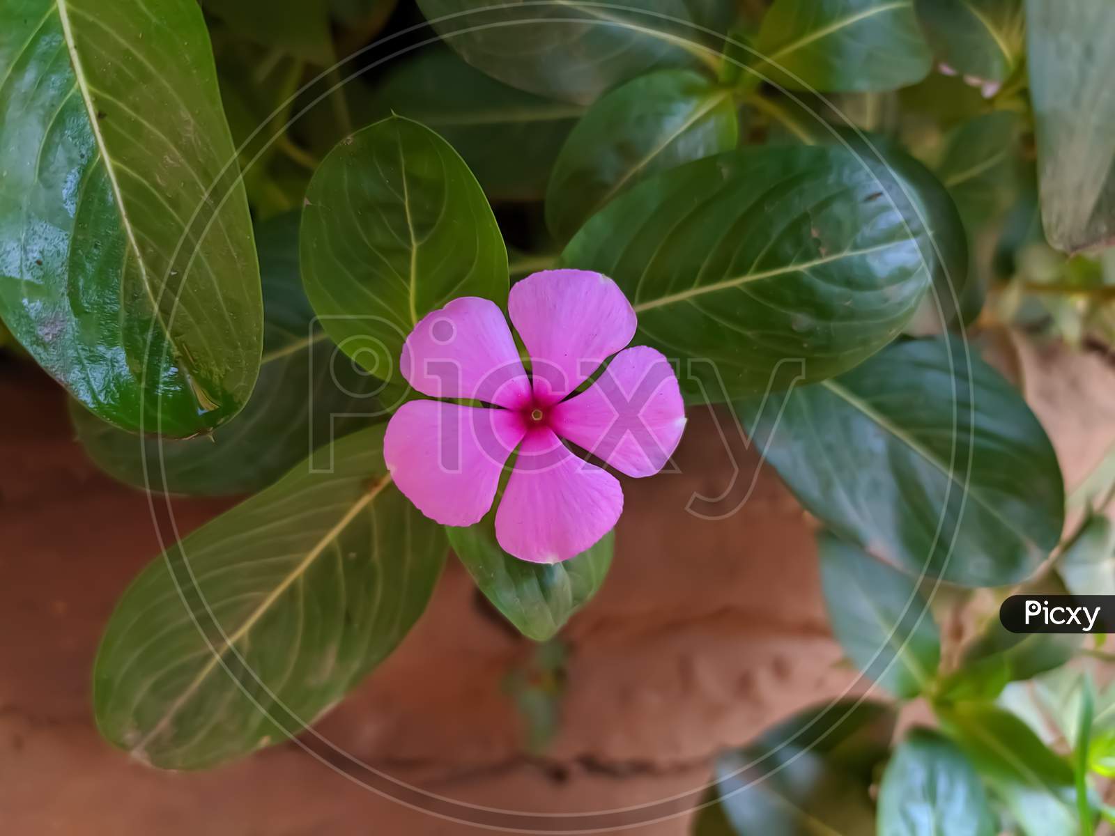 Perennial plant pink flower green Perennial in indian village home garden