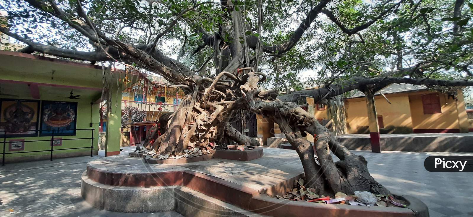 A Very Old Ancient Tree, Banyan Tree