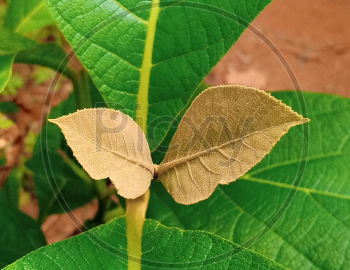 HD wallpaper, leaf