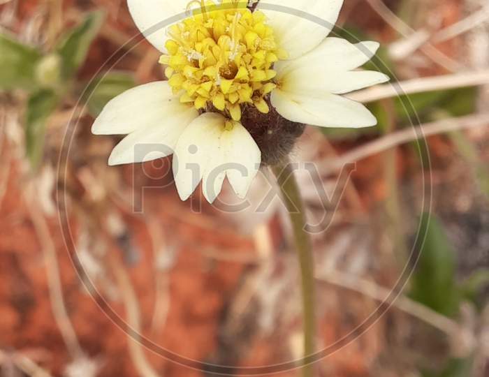 Wild Flower, Macro Photography