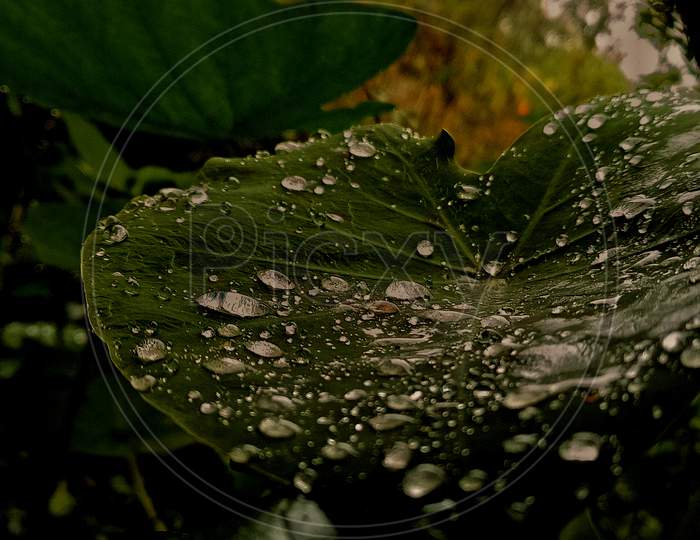 Water &leaf photography