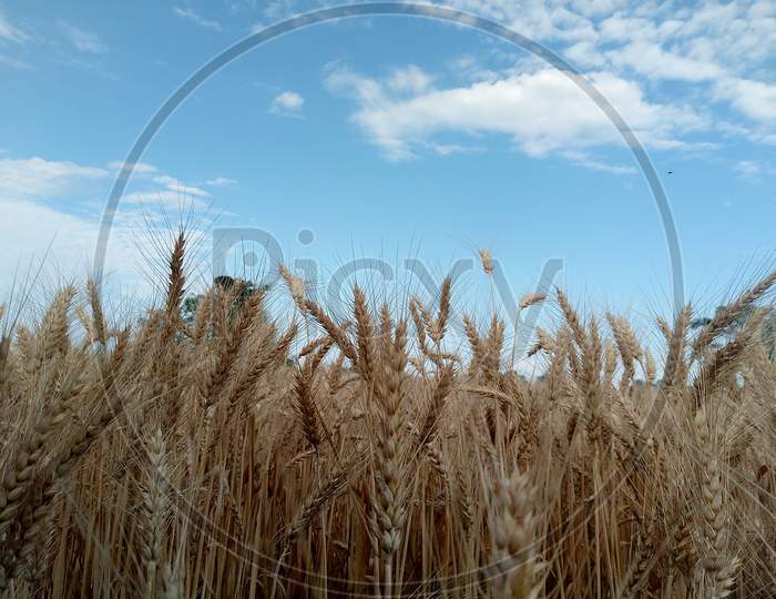 Wheat,gehu,real gold, indian farmers,